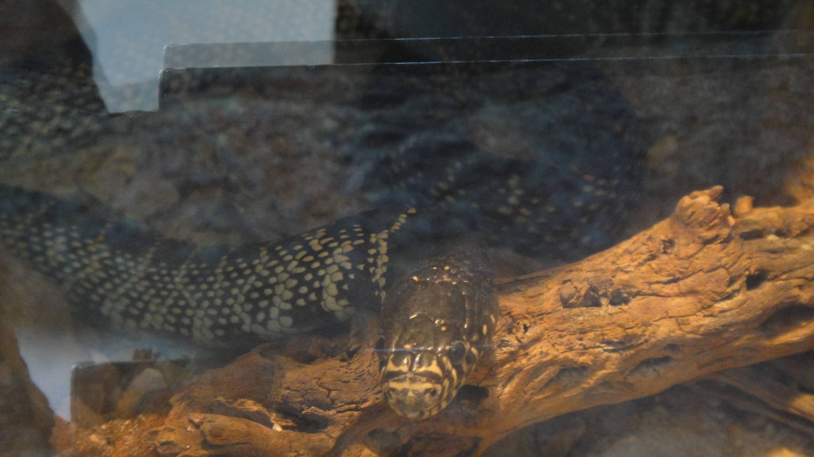 Desert kingsnake at North Carolina zoo 2015-1-19
