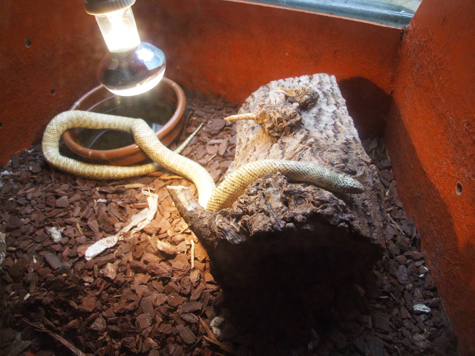 Desert Kingsnake at Santillana del Mar, 13/06/15