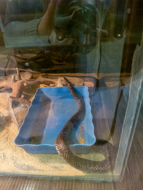 Desert Kingsnake / Lampropeltis getula splendida