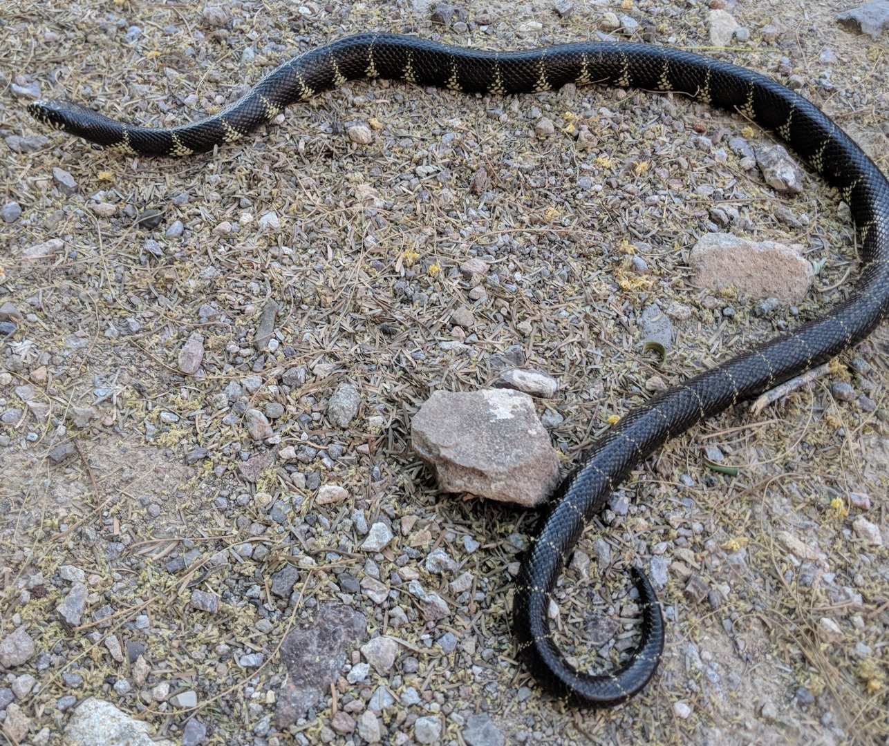 Desert kingsnake (Lampropeltis splendida)