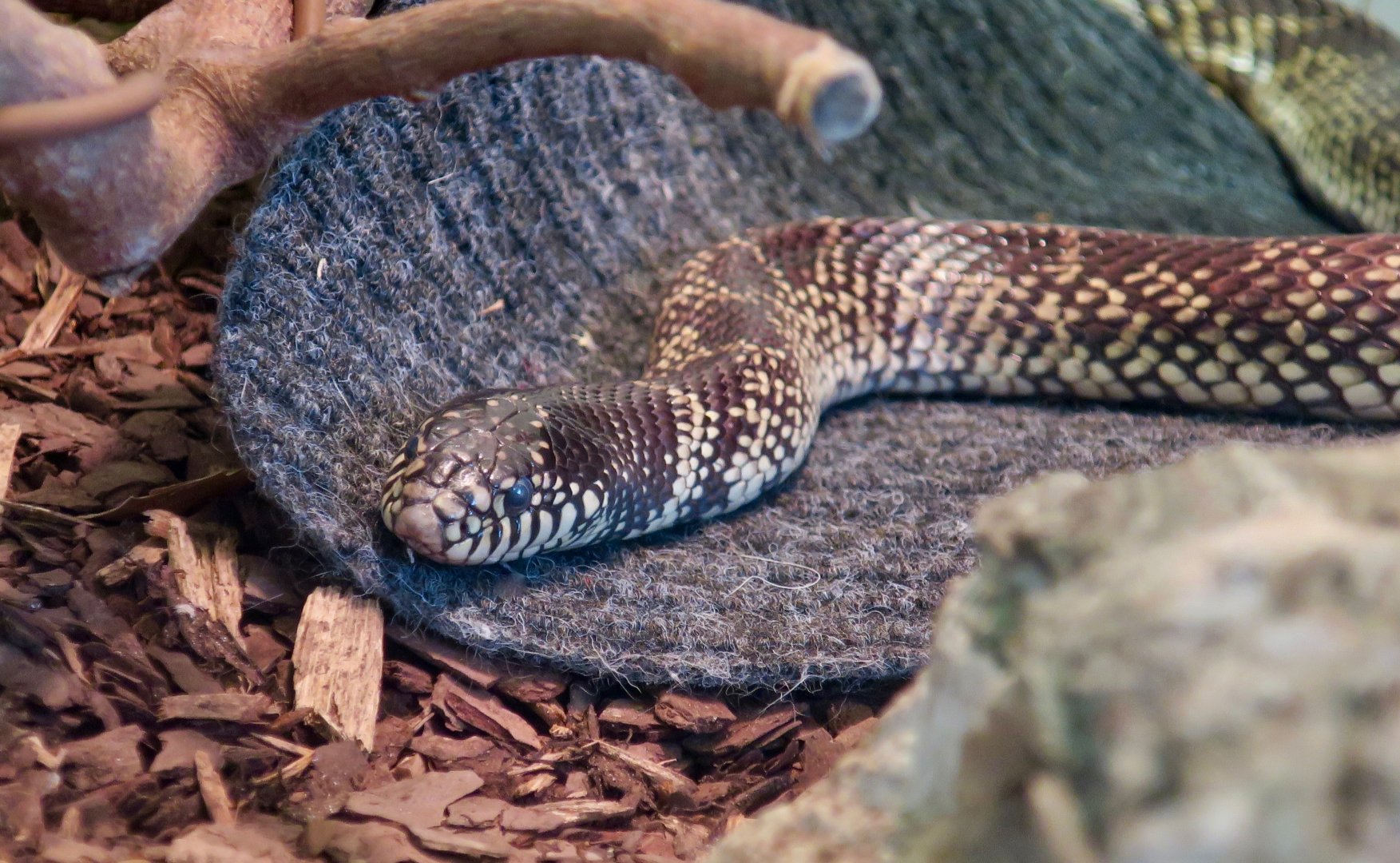 Desert Kingsnake (Lampropeltis splendida)