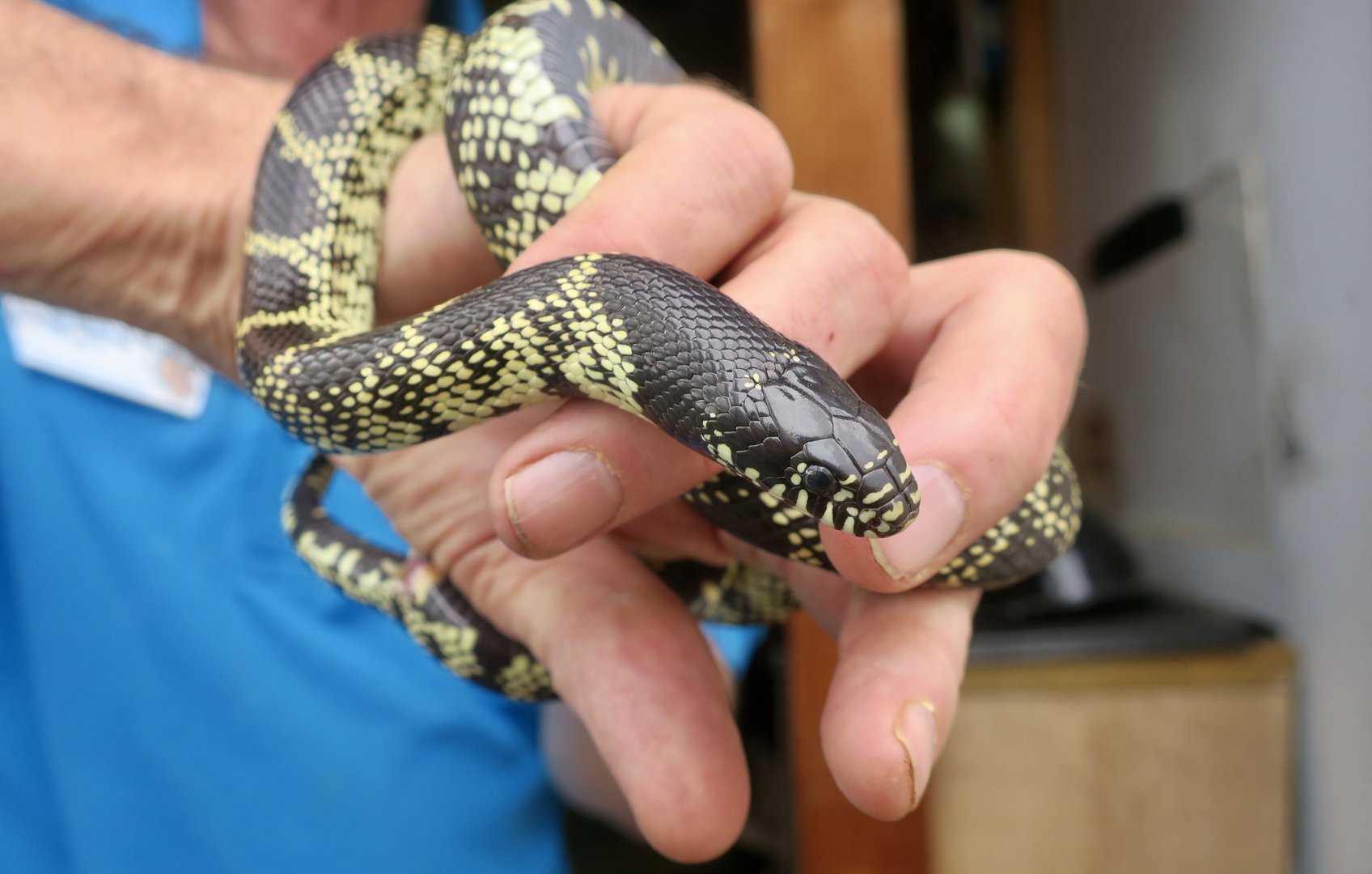 Desert Kingsnake (Lampropeltis splendida)