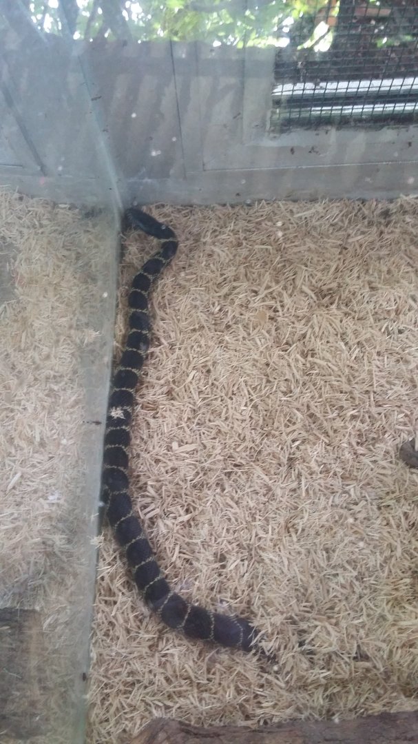Desert kingsnake (Lampropeltis splendida)