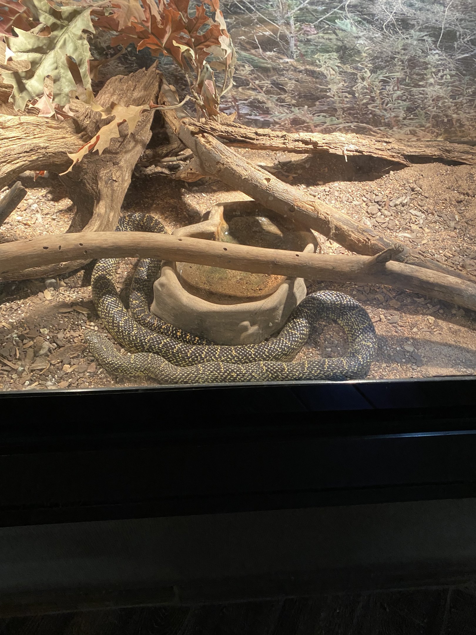 Desert Kingsnake