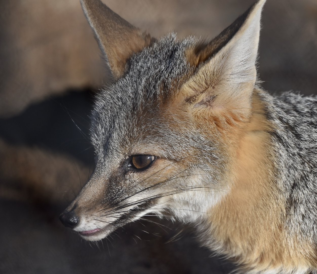 Desert Kit Fox (Vulpes macrotis arsipus) male - "Jalapeño"