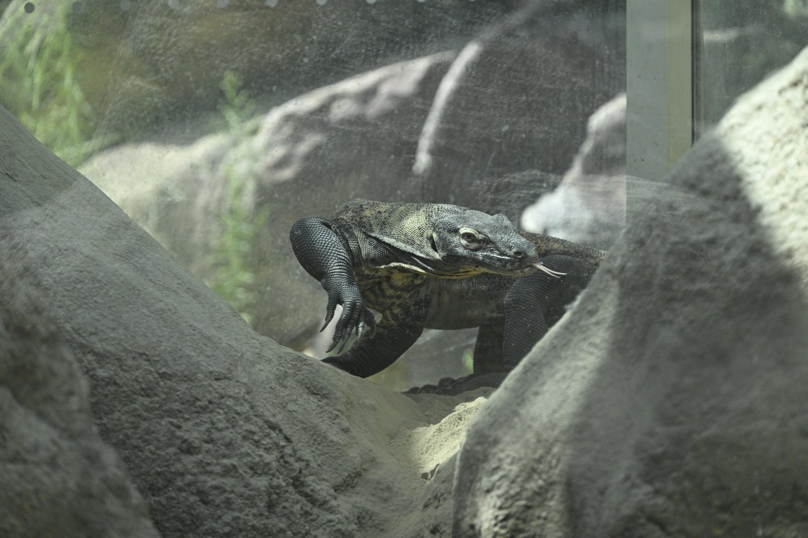 Desert - Komodo Dragon (Varanus komodoensis)