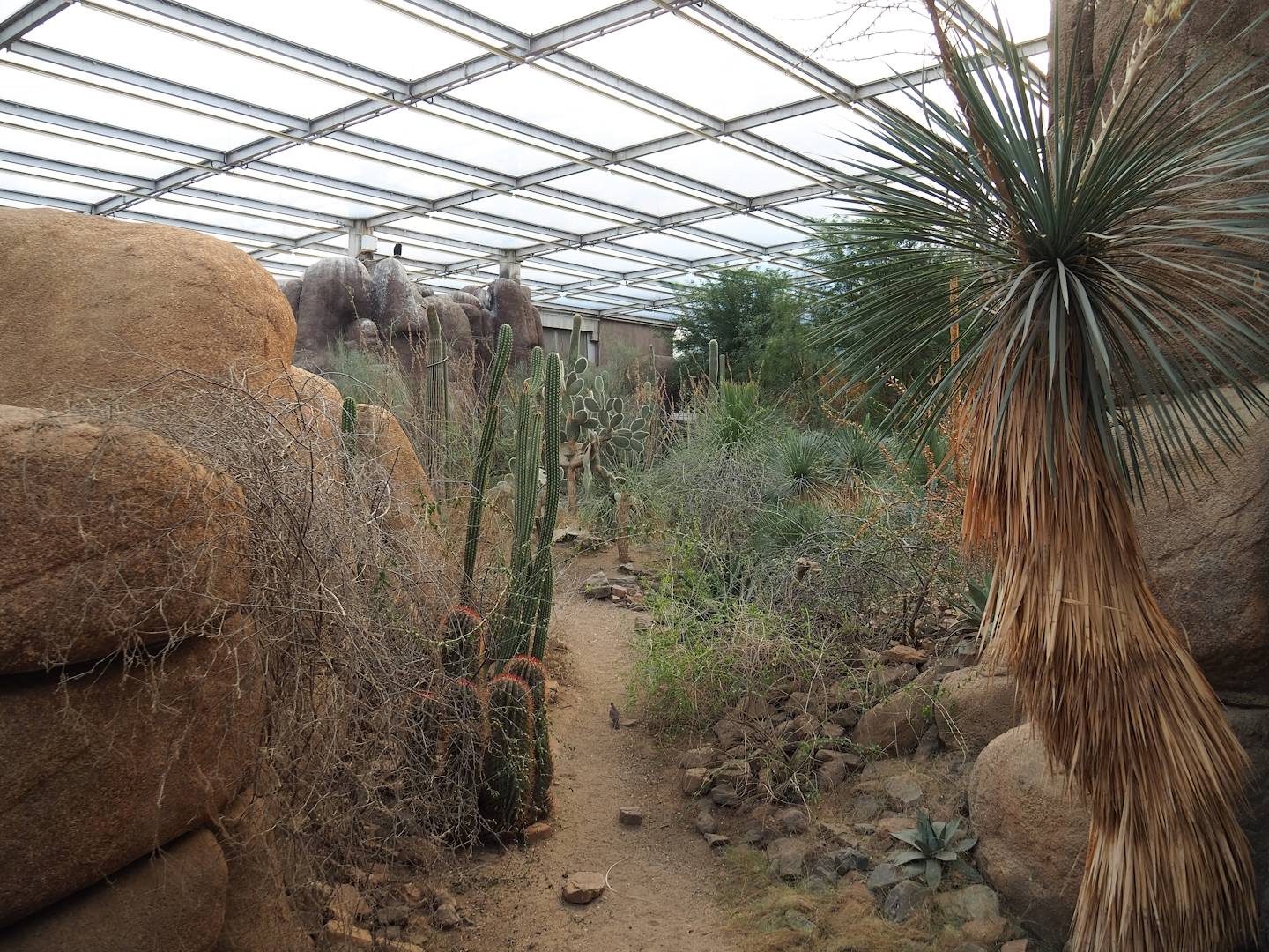 Desert landscape, 2023-10-07