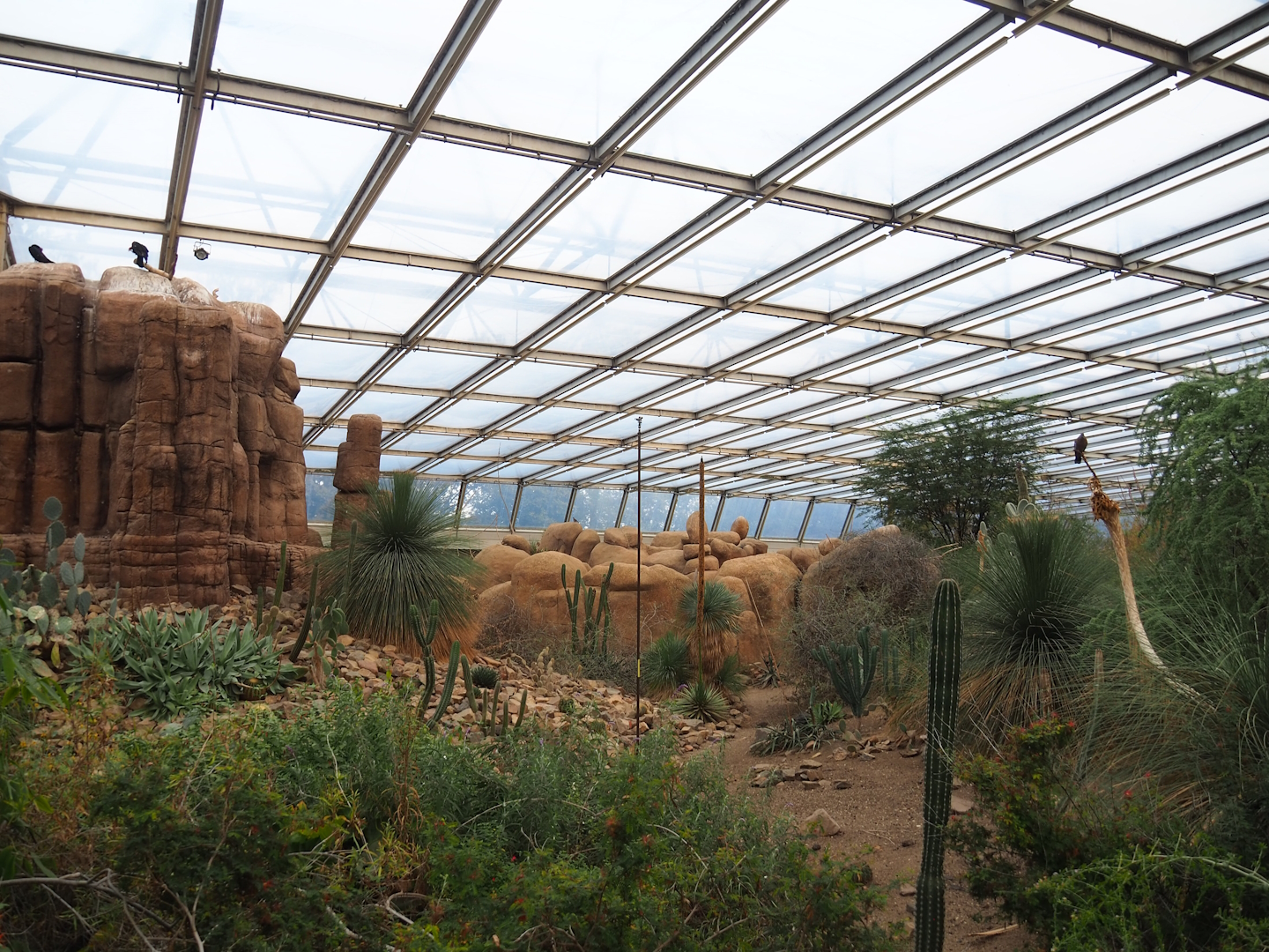 Desert - Landscape at edge of oasis area and large vulture rock, 2023-10-07