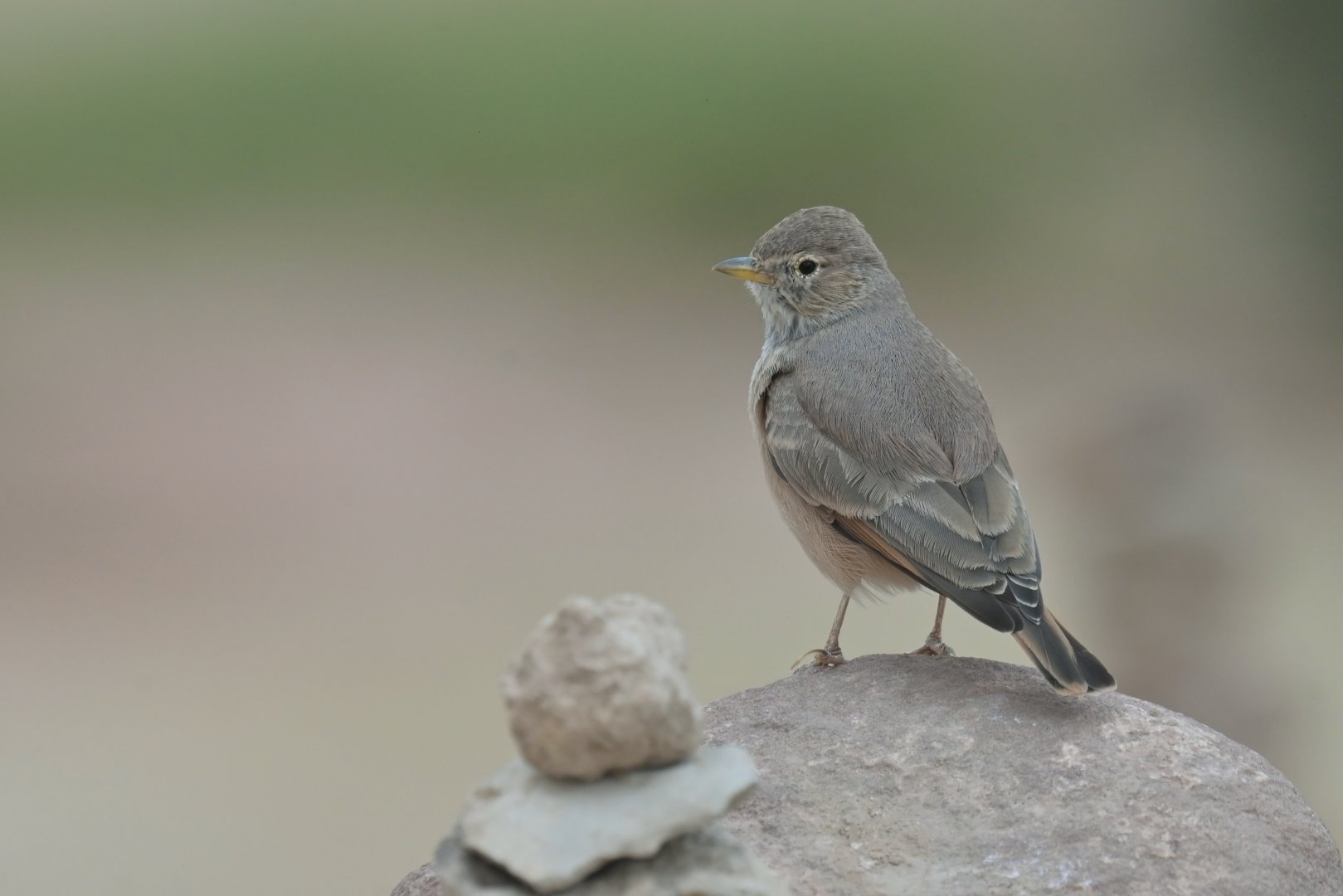 Desert Lark Ammomanes deserti
