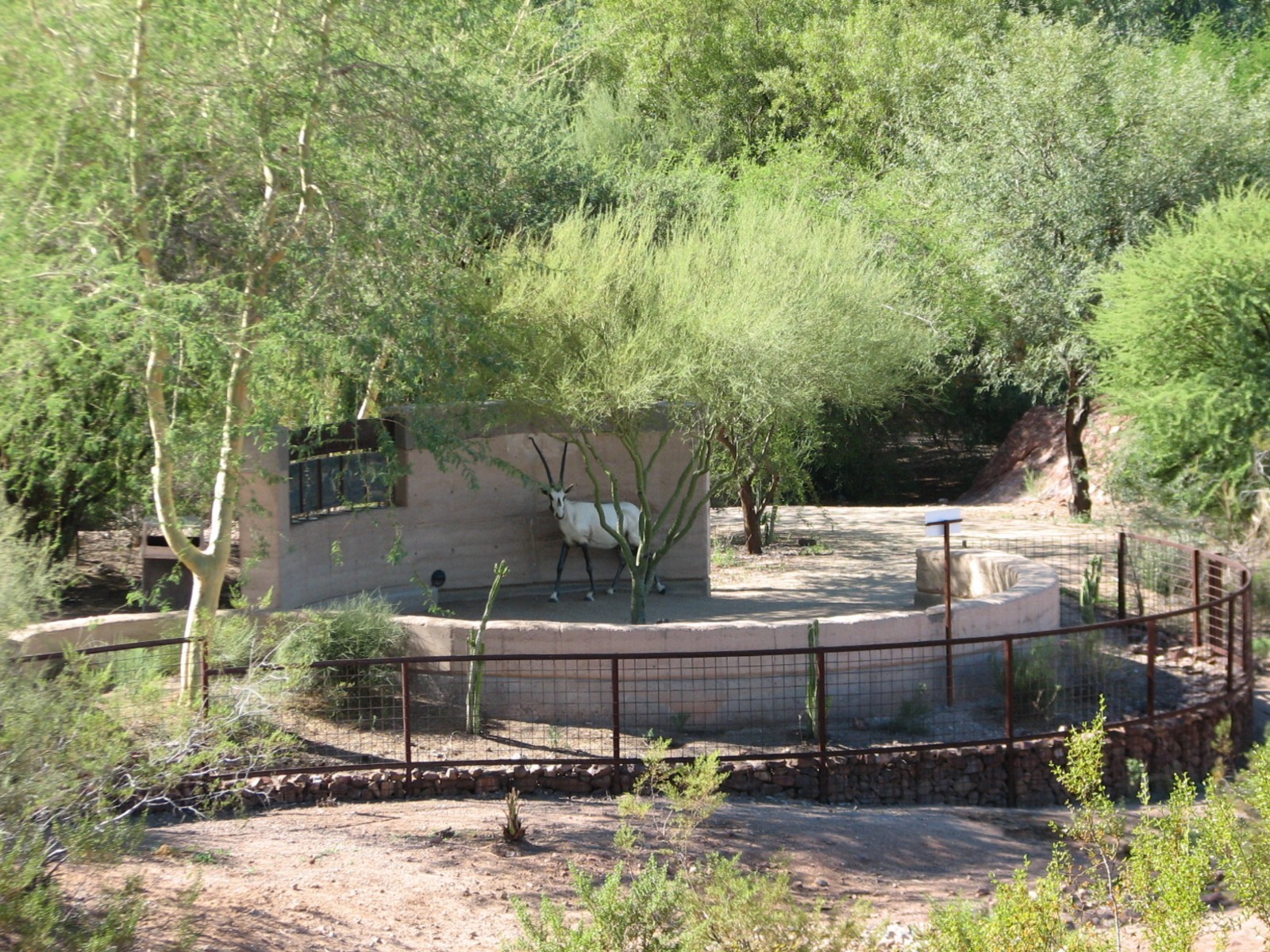 Desert Lives - Arabian Oryx Exhibit Viewing Area