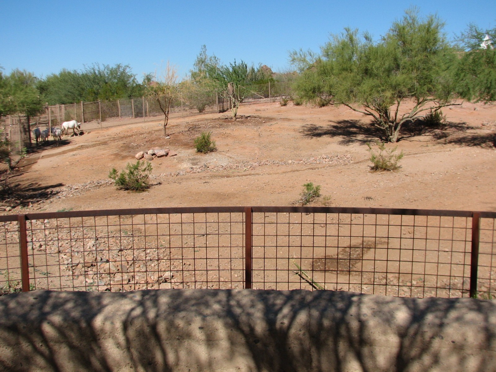 Desert Lives - Arabian Oryx Exhibit