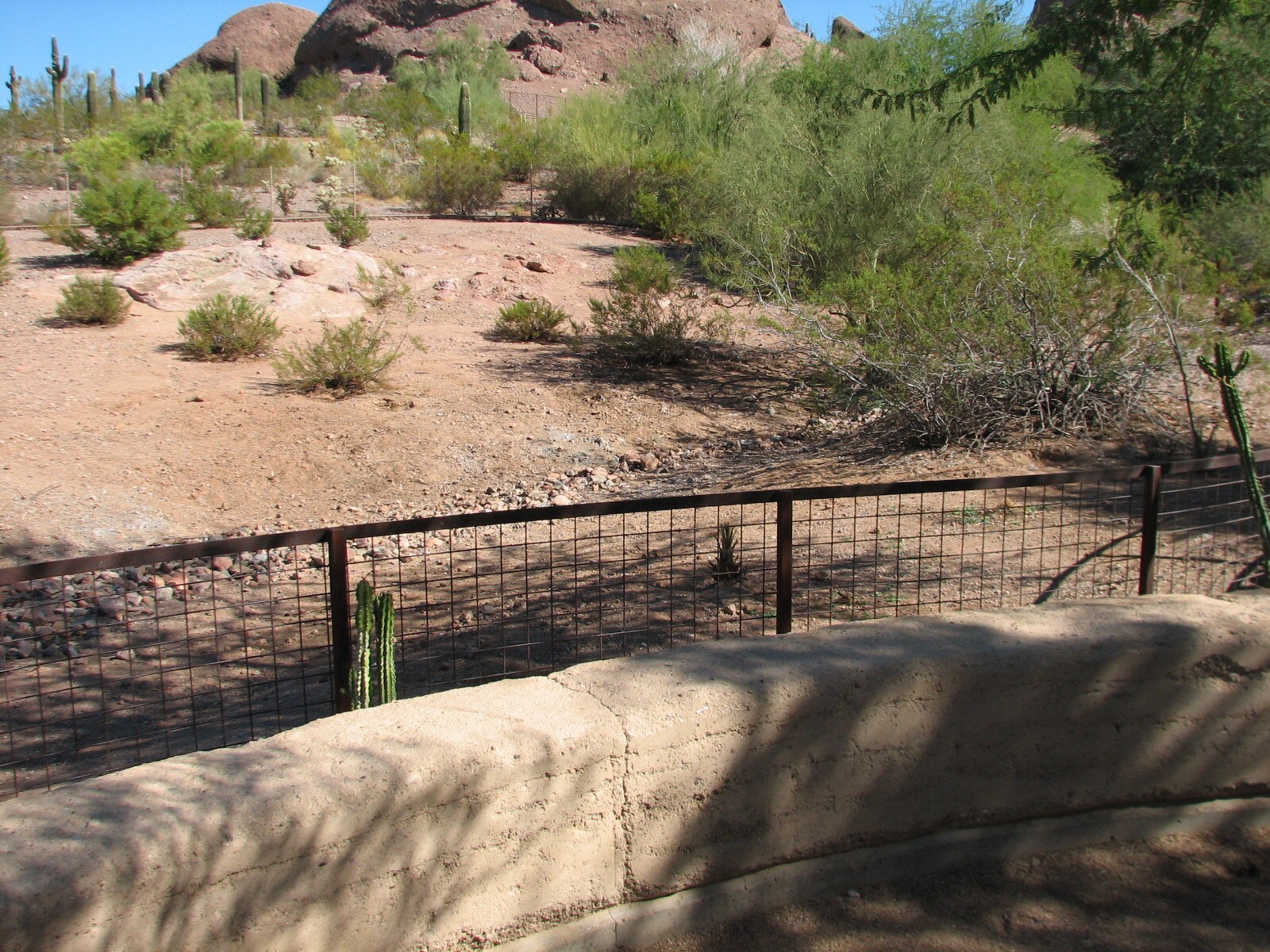 Desert Lives - Arabian Oryx Exhibit