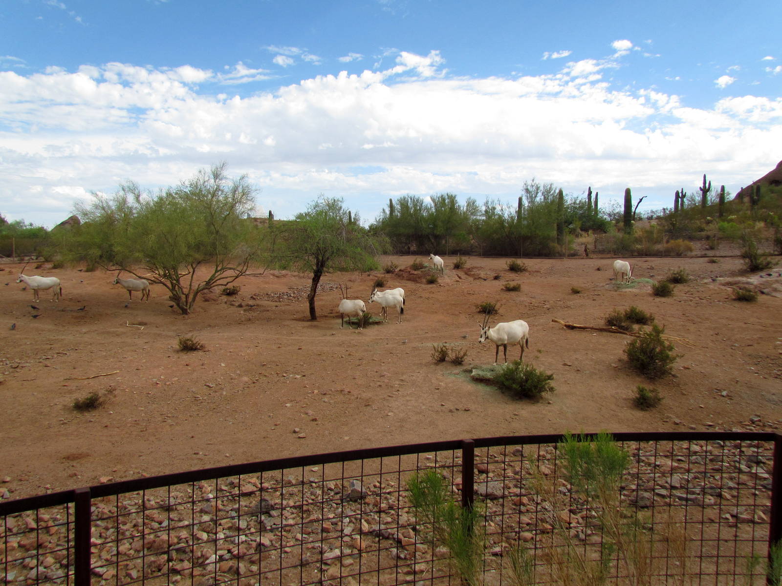 Desert Lives - Arabian Oryx Exhibit