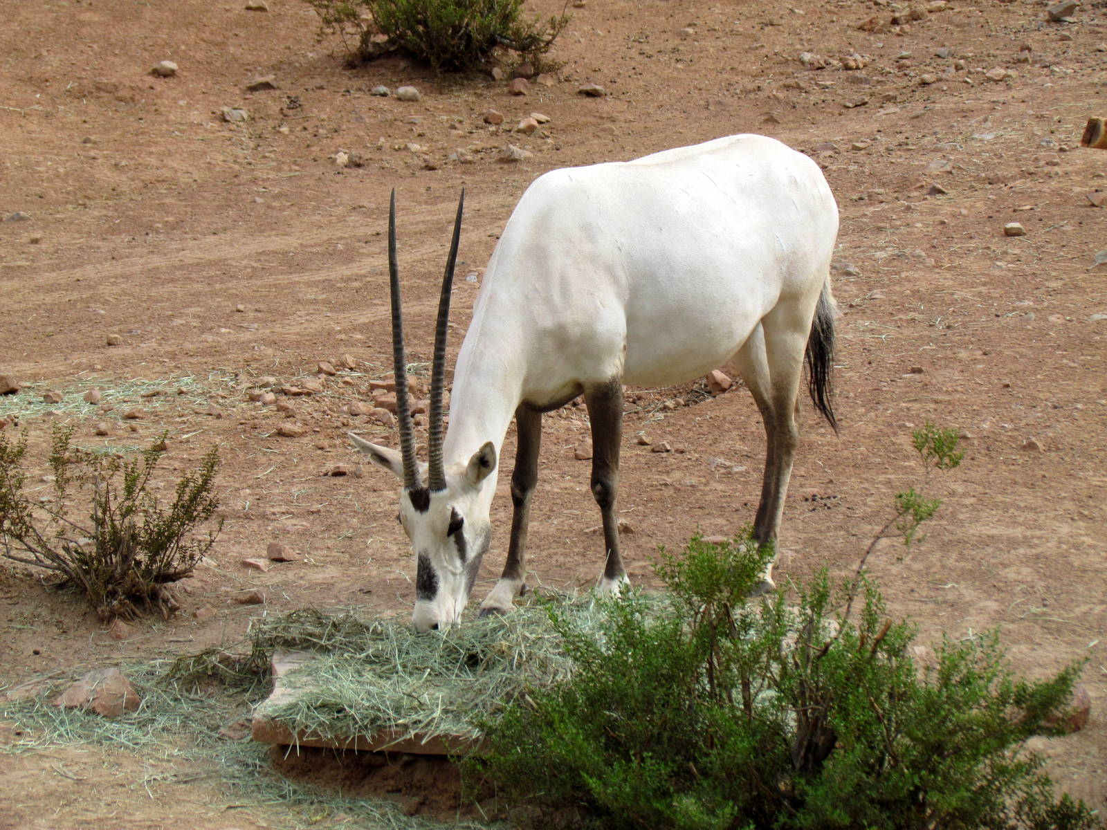 Desert Lives - Arabian Oryx Exhibit