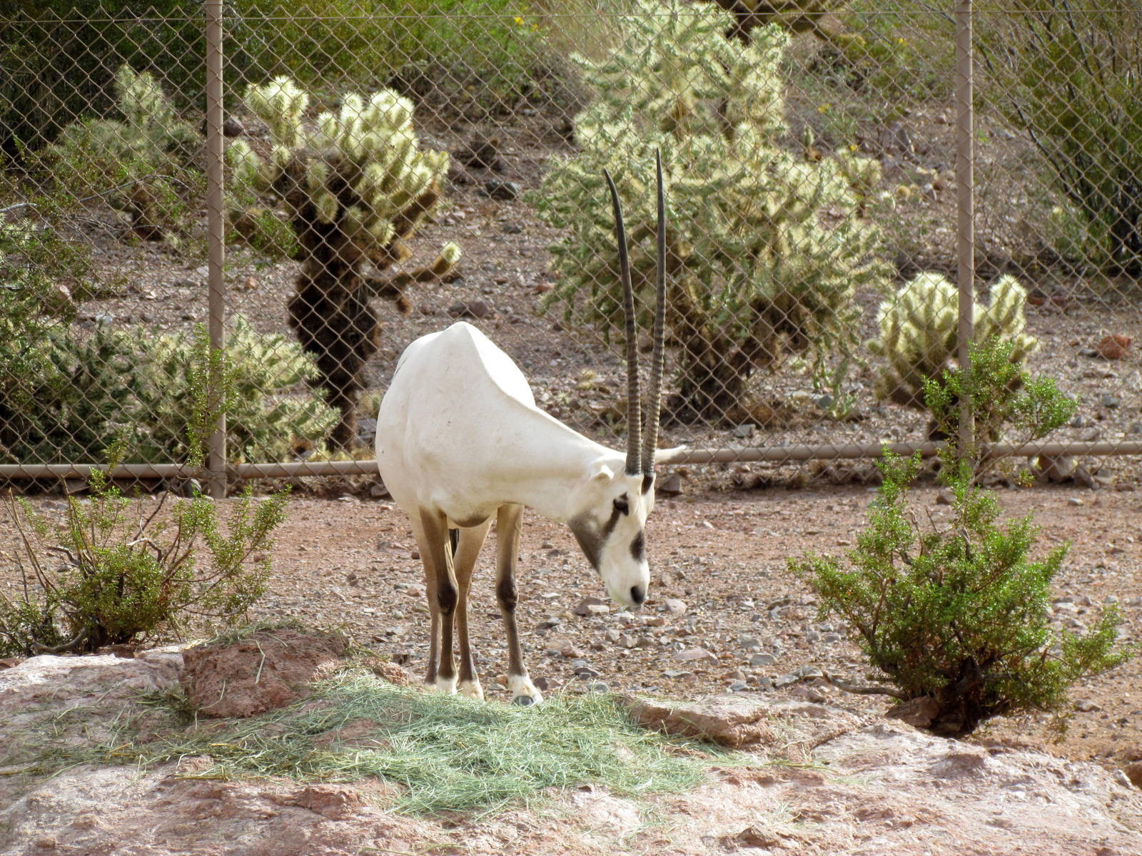 Desert Lives - Arabian Oryx Exhibit