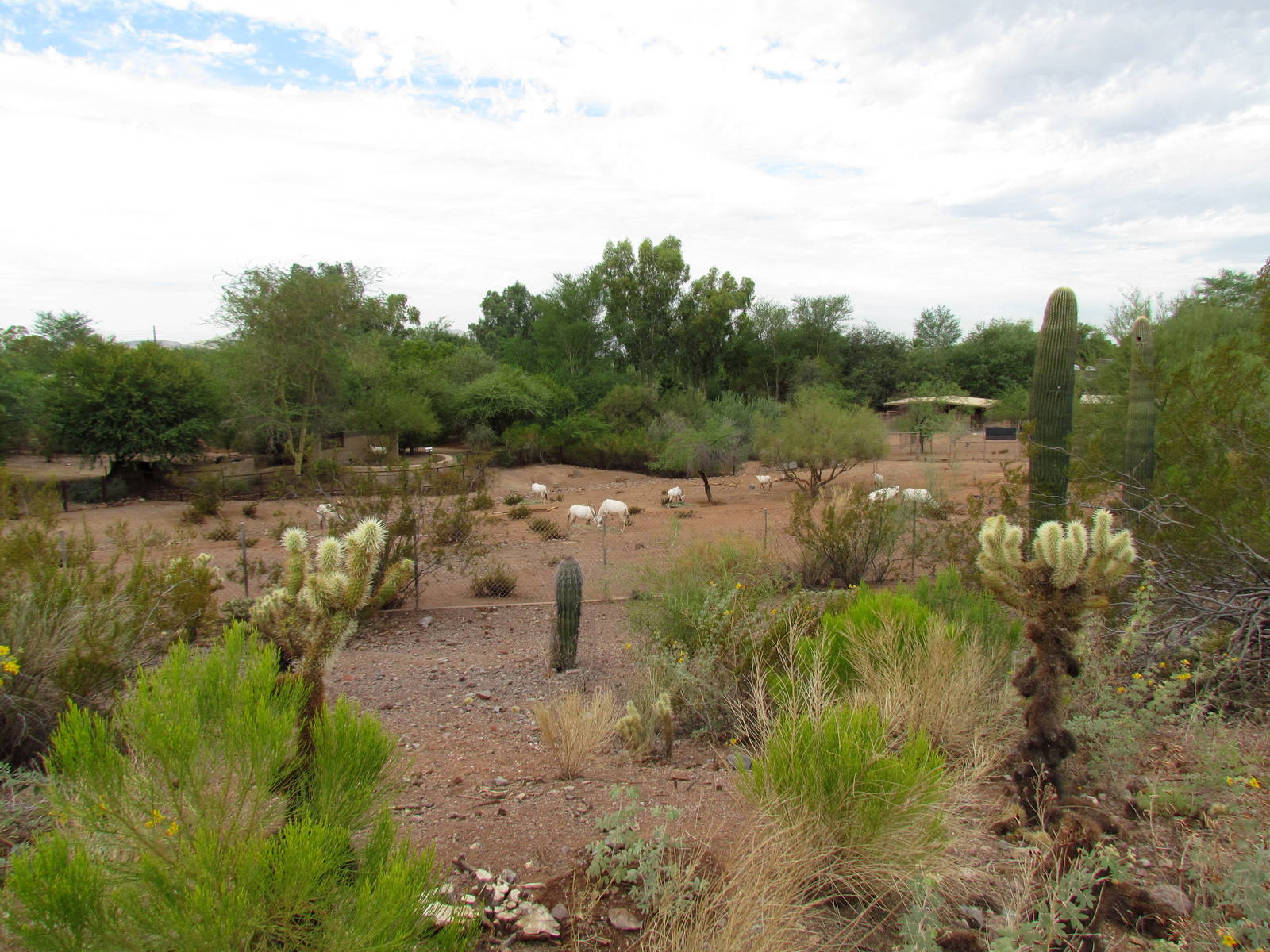 Desert Lives - Arabian Oryx Exhibit