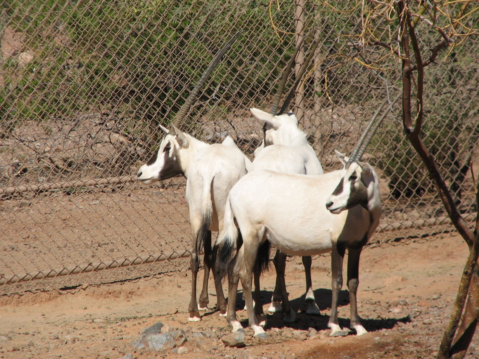 Desert Lives - Arabian Oryx