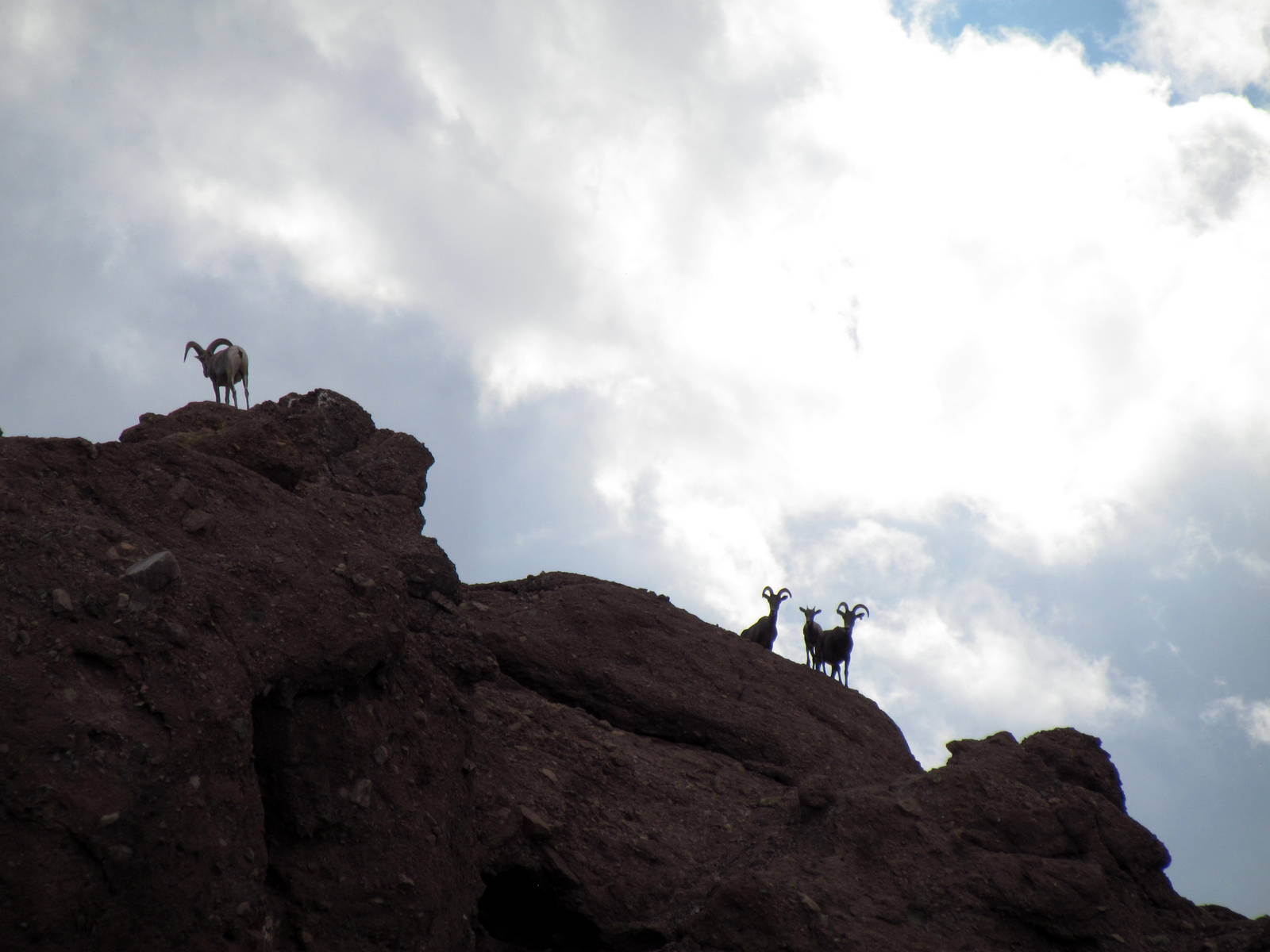 Desert Lives - Bighorn Sheep Exhibit