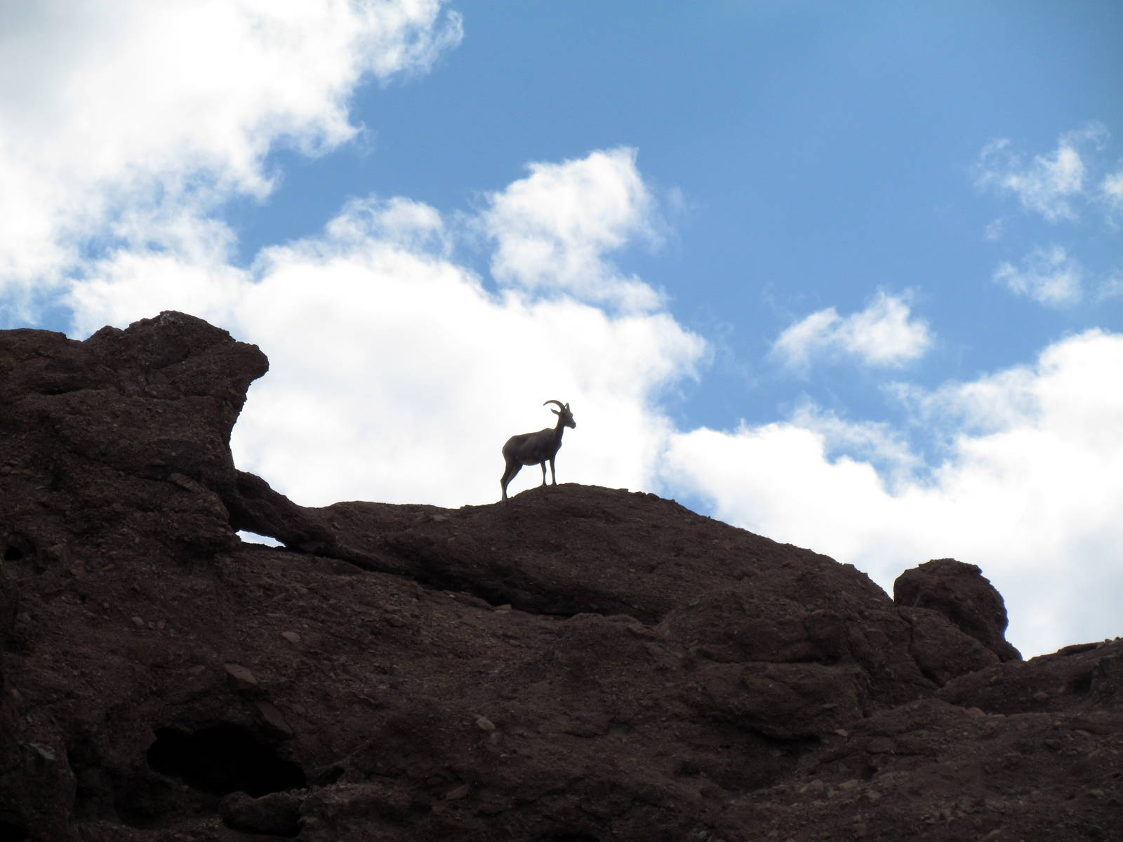 Desert Lives - Bighorn Sheep Exhibit