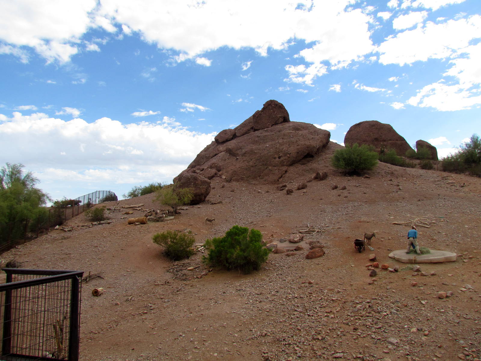 Desert Lives - Bighorn Sheep Exhibit