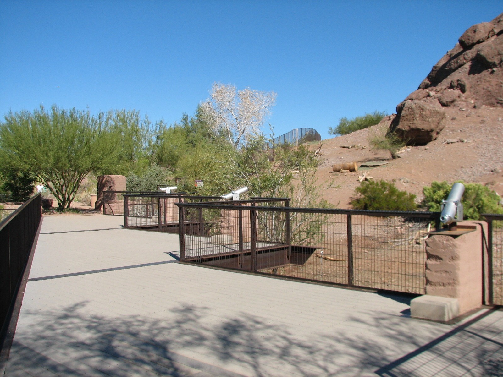 Desert Lives - Desert Bighorn Sheep Exhibit
