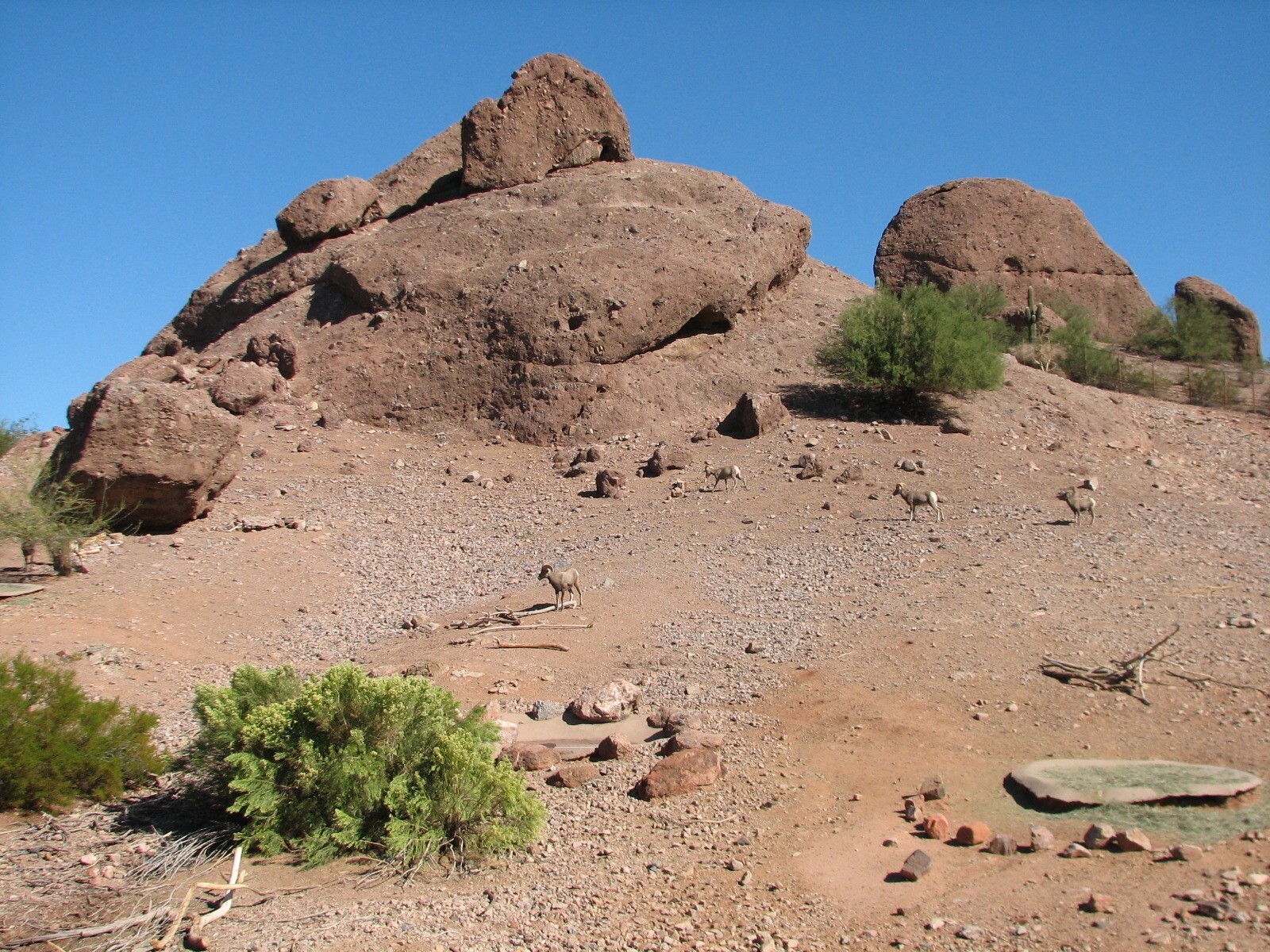 Desert Lives - Desert Bighorn Sheep Exhibit