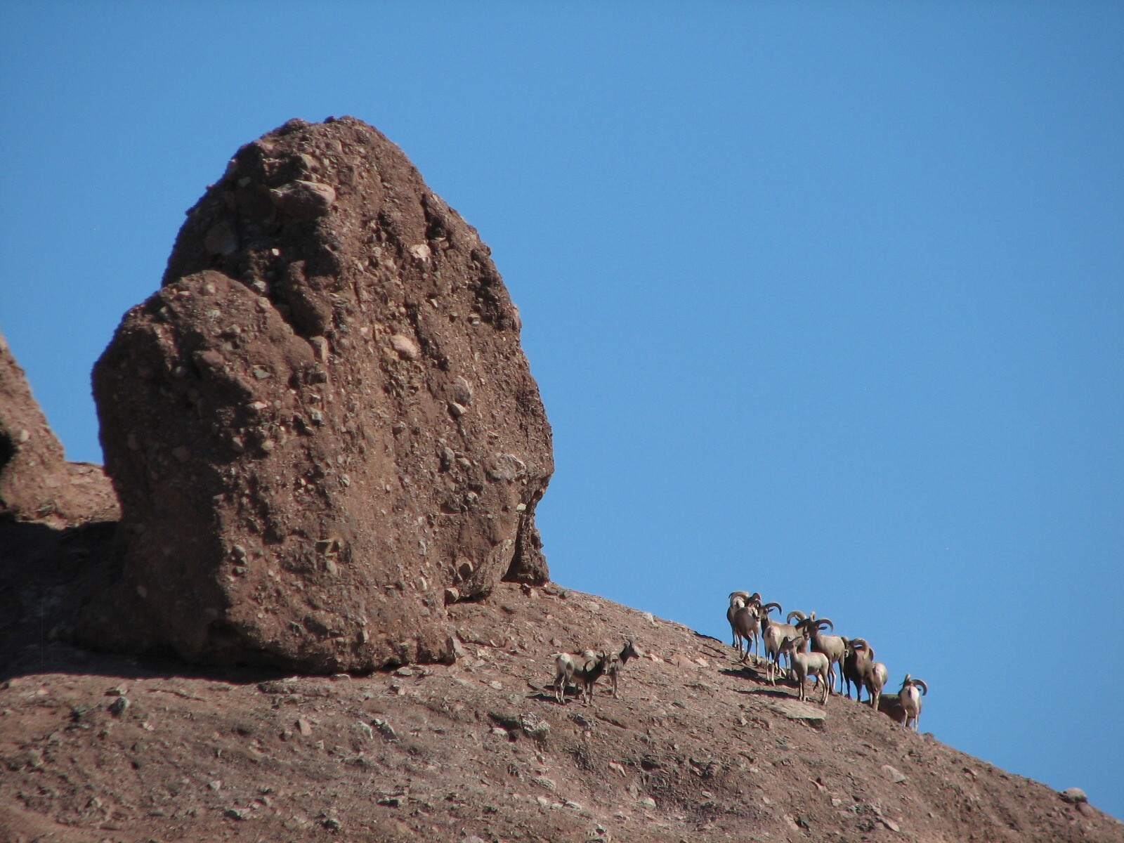 Desert Lives - Desert Bighorn Sheep Exhibit