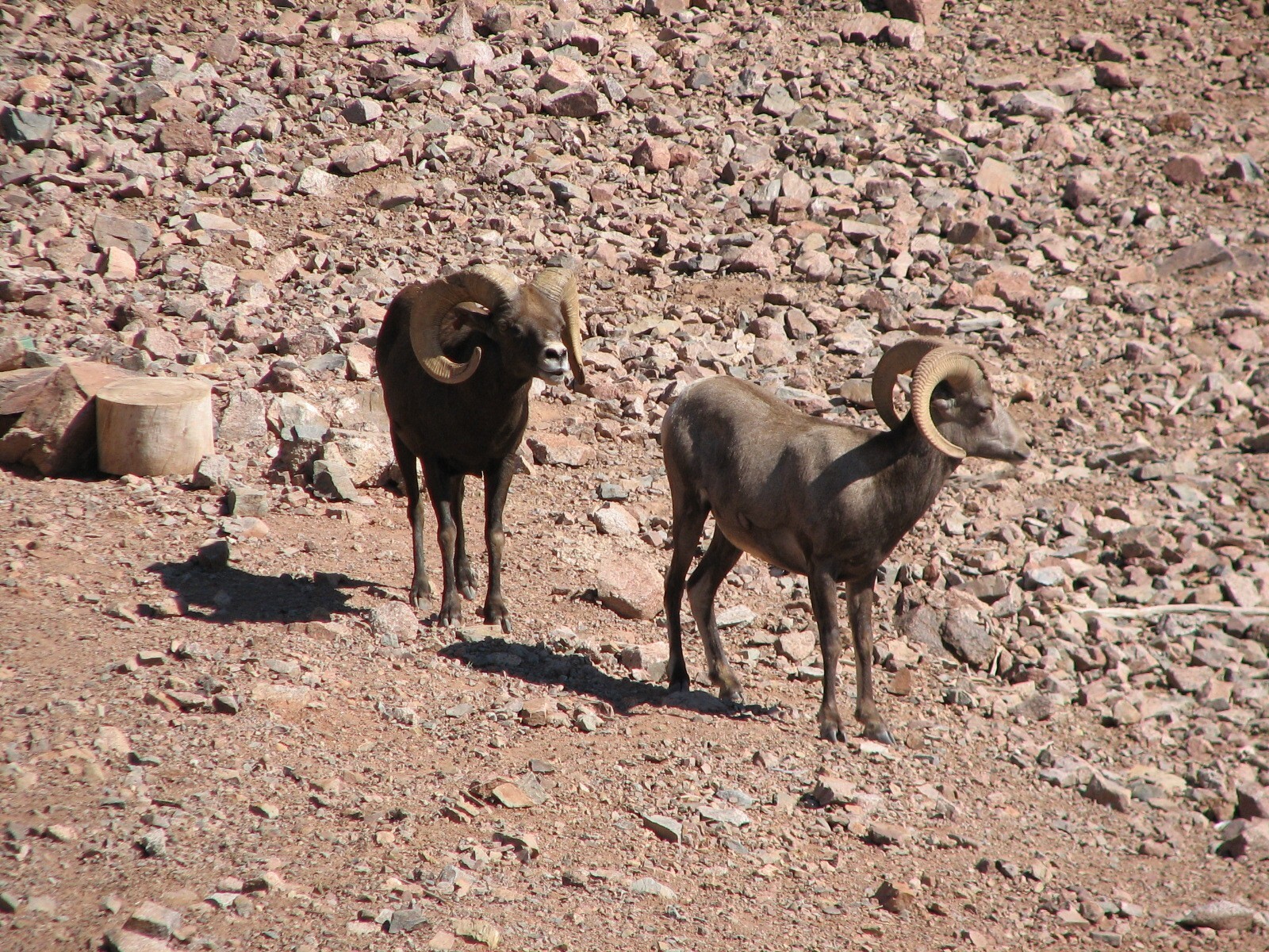 Desert Lives - Desert Bighorn Sheep