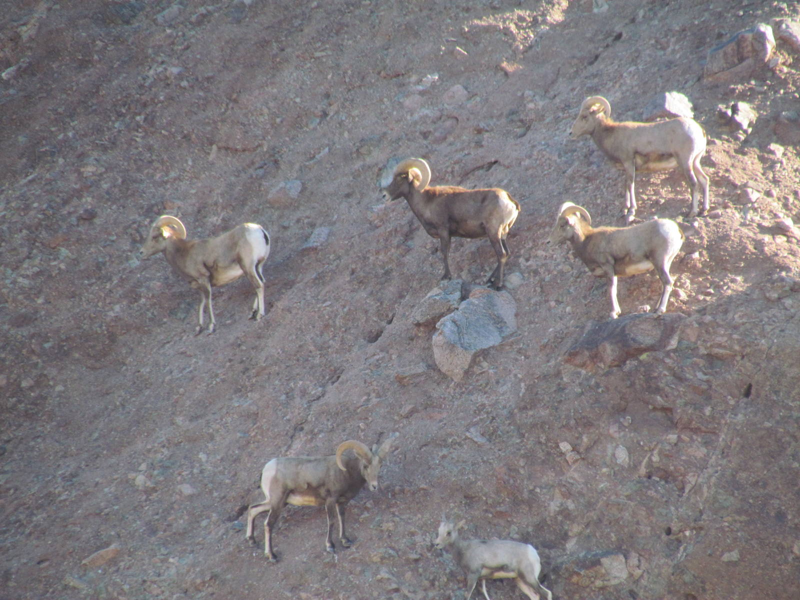 Desert Lives - Desert Bighorn Sheep