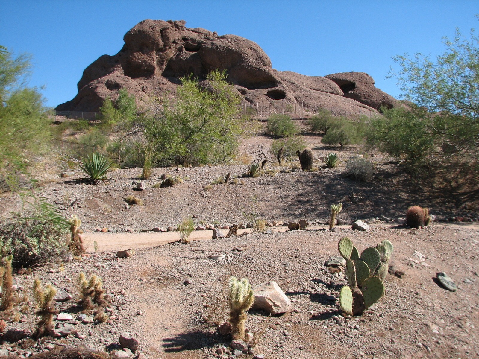 Desert Lives - Second Desert Bighorn Sheep Exhibit In Distance