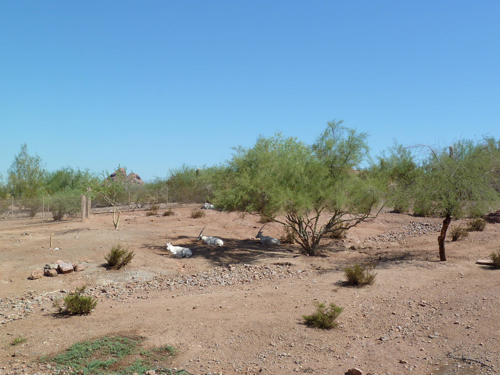 Desert Lives Trail - Arabian Oryx Exhibit