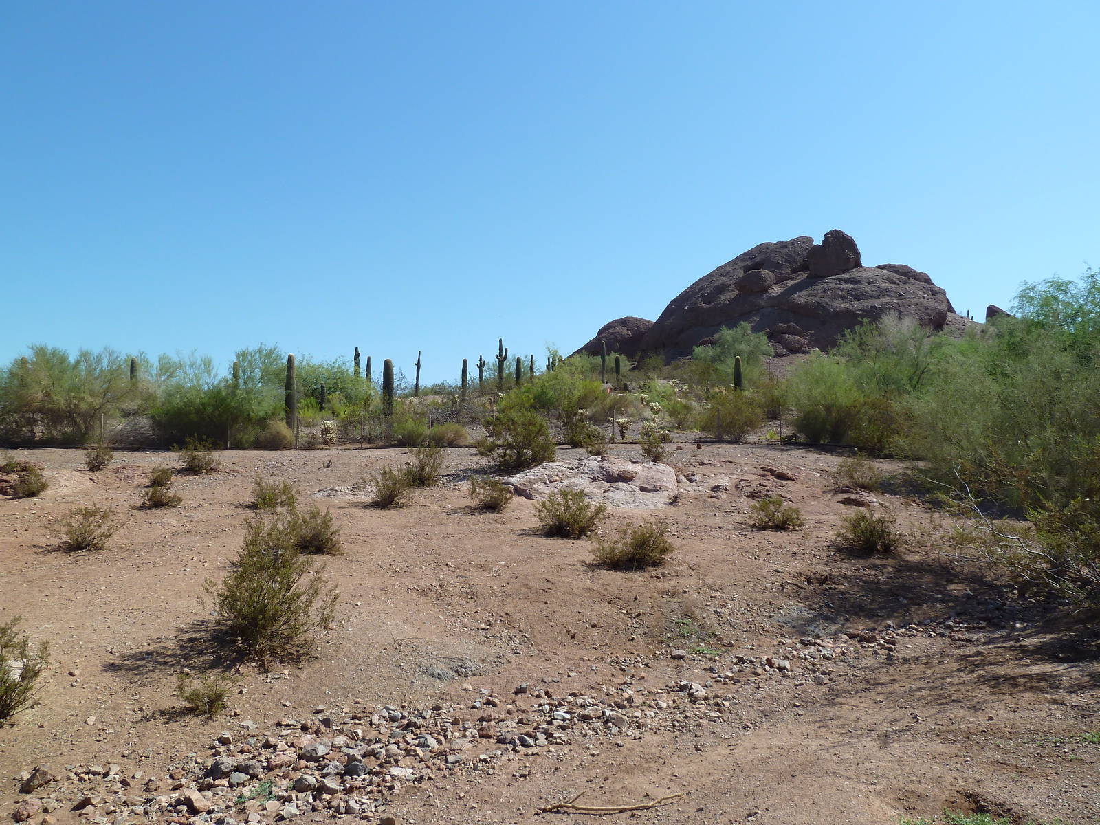 Desert Lives Trail - Arabian Oryx Exhibit