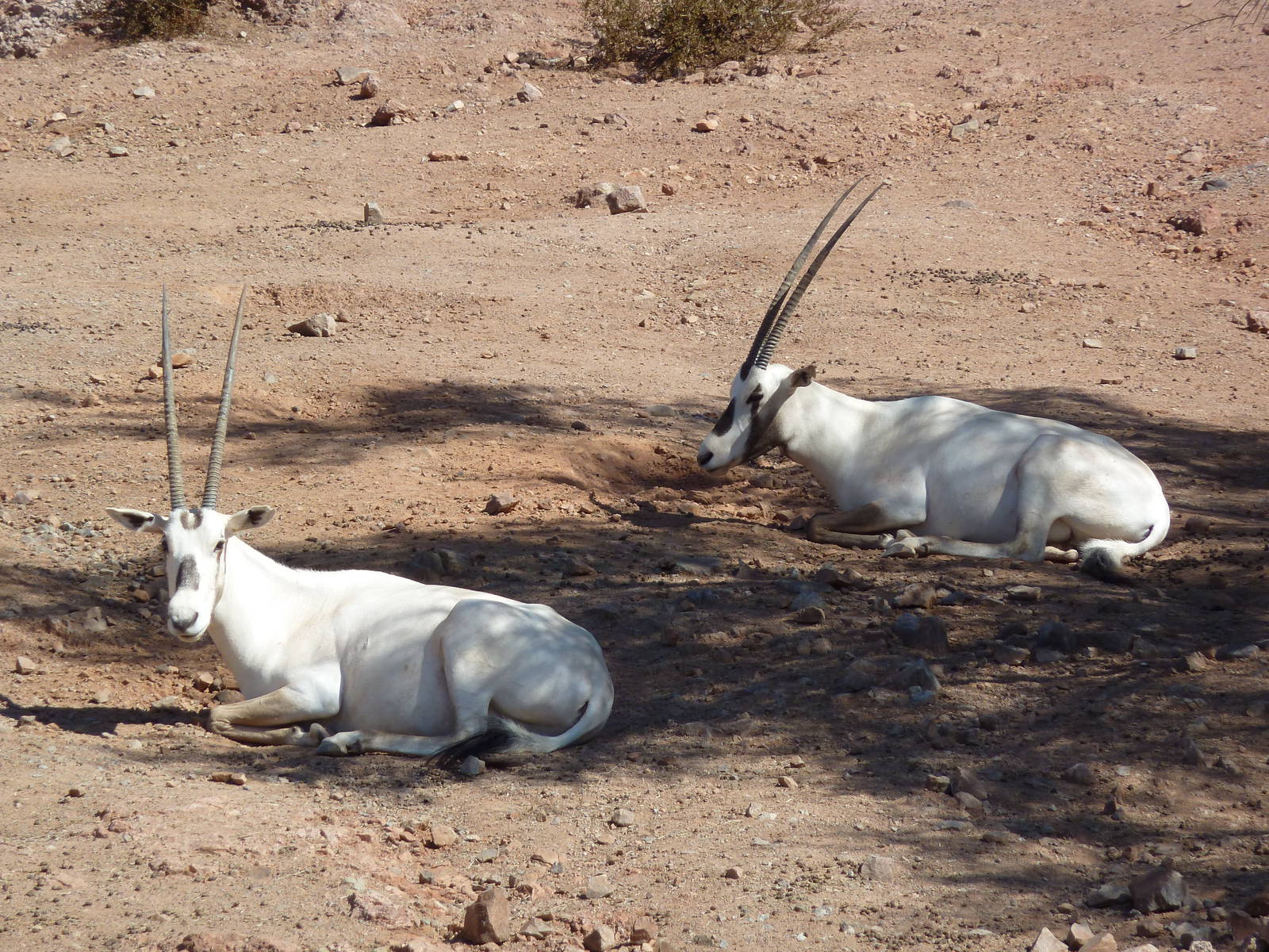 Desert Lives Trail - Arabian Oryx