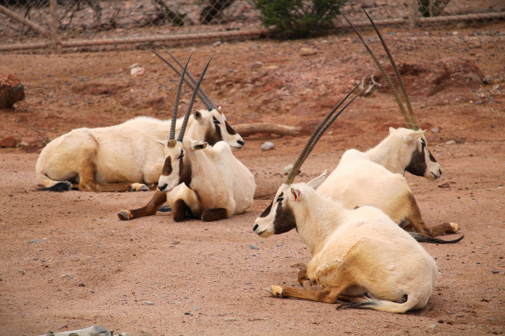 Desert Lives Trail - Arabian Oryxes