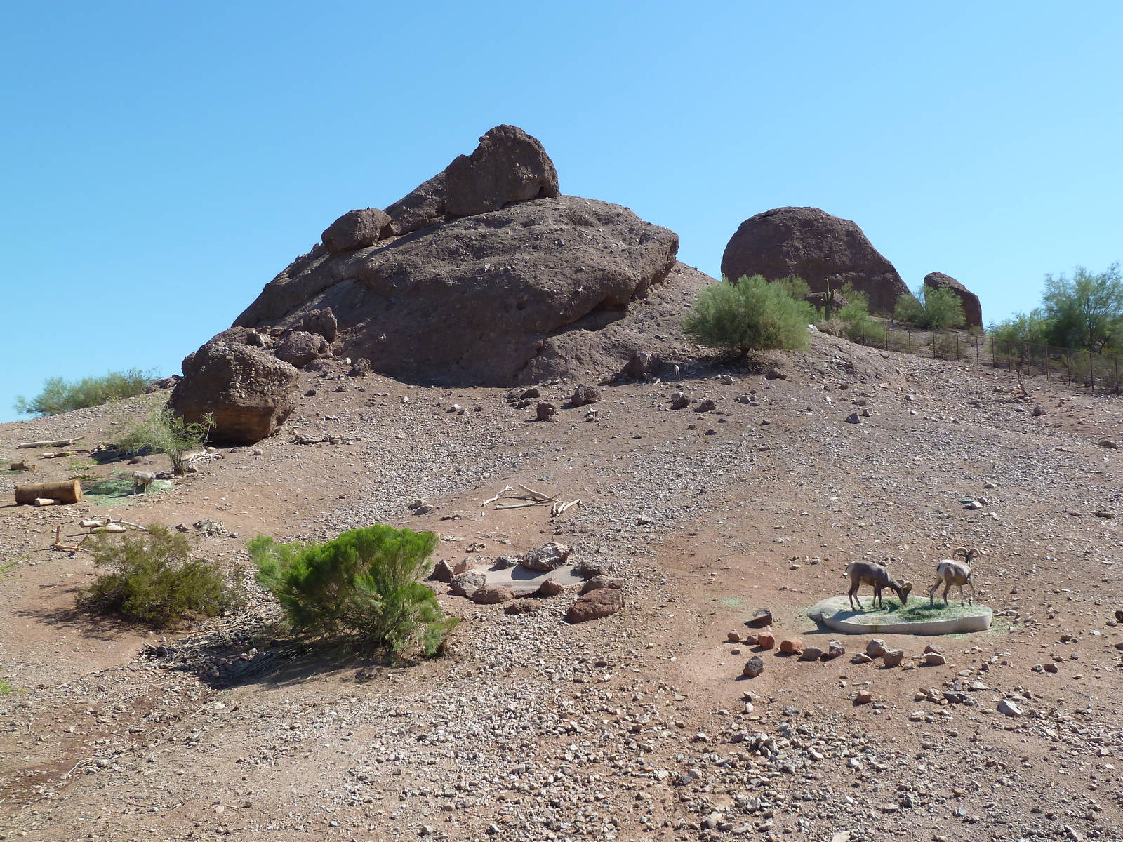 Desert Lives Trail - Desert Bighorn Sheep Exhibit