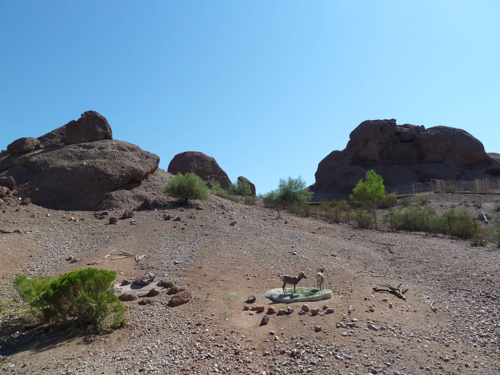 Desert Lives Trail - Desert Bighorn Sheep Exhibit