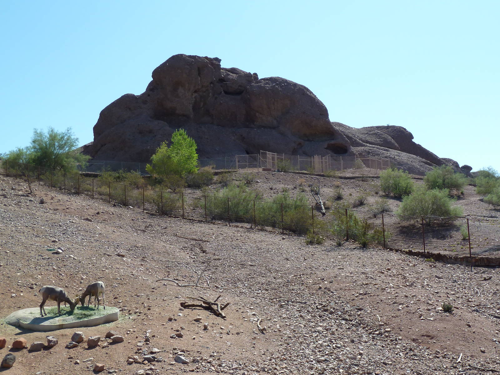 Desert Lives Trail - Desert Bighorn Sheep Exhibit