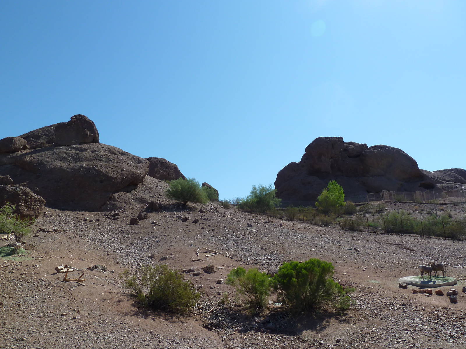 Desert Lives Trail - Desert Bighorn Sheep Exhibit