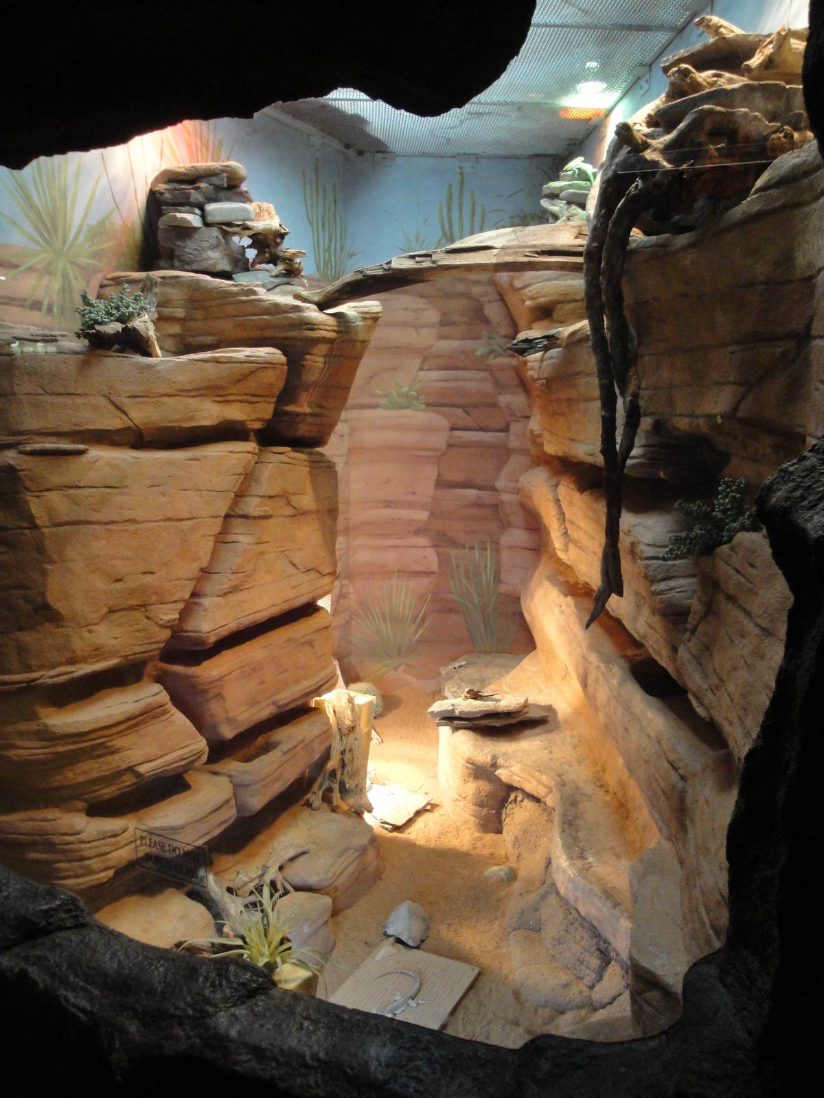 Desert Lizard Exhibit
