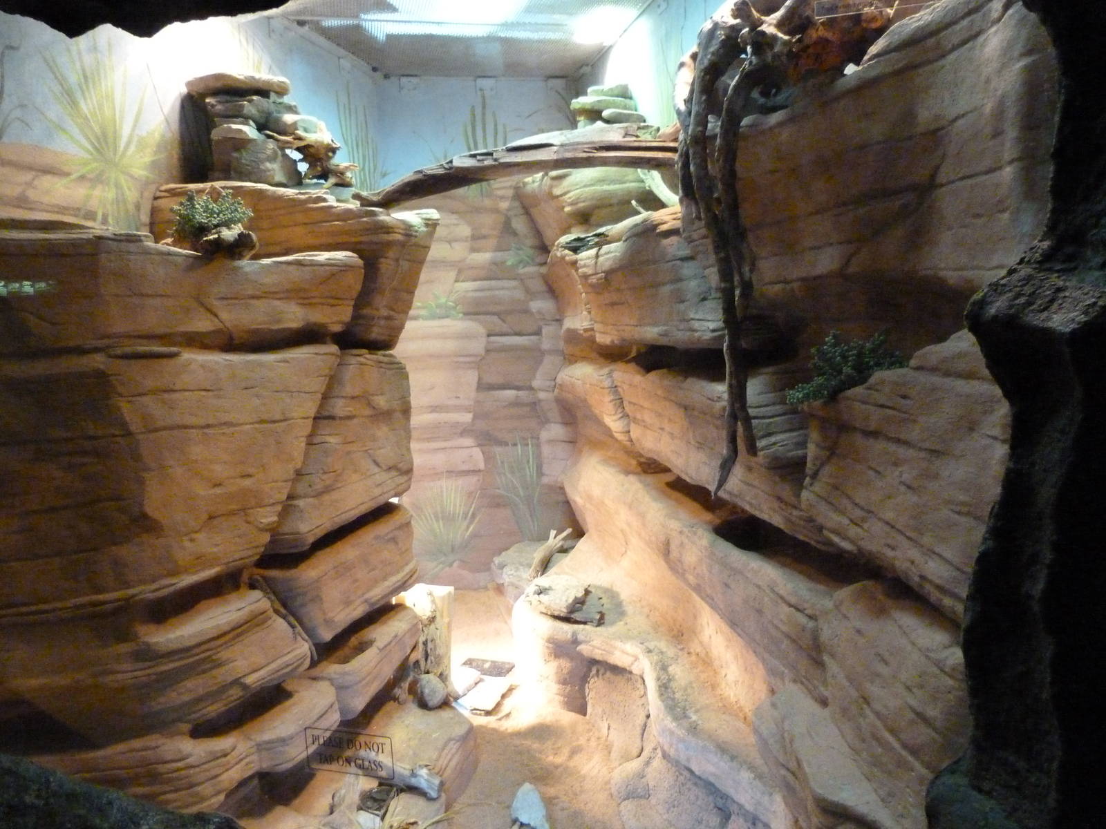 Desert Lizard Exhibit