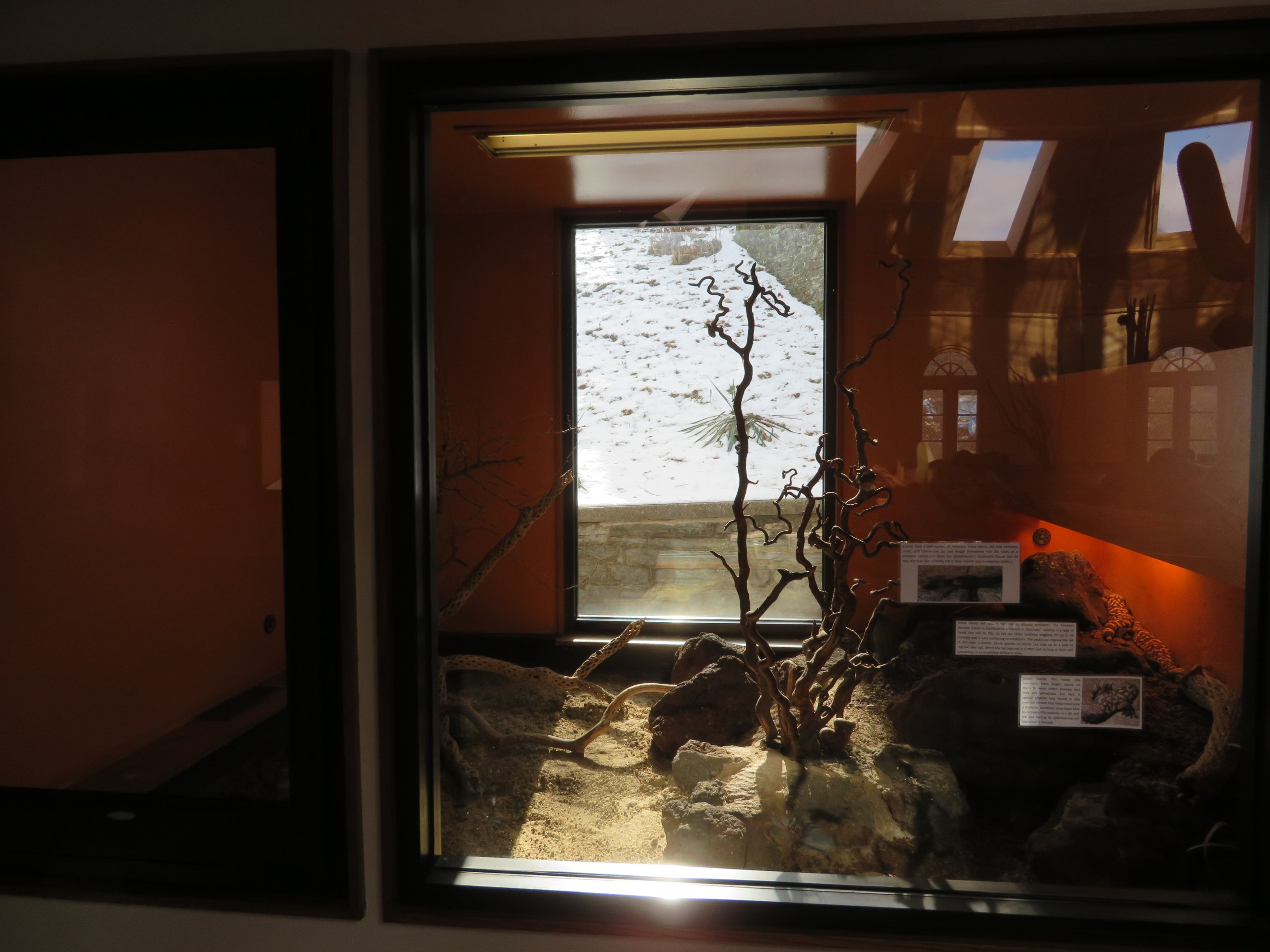 Desert Lizard Exhibit