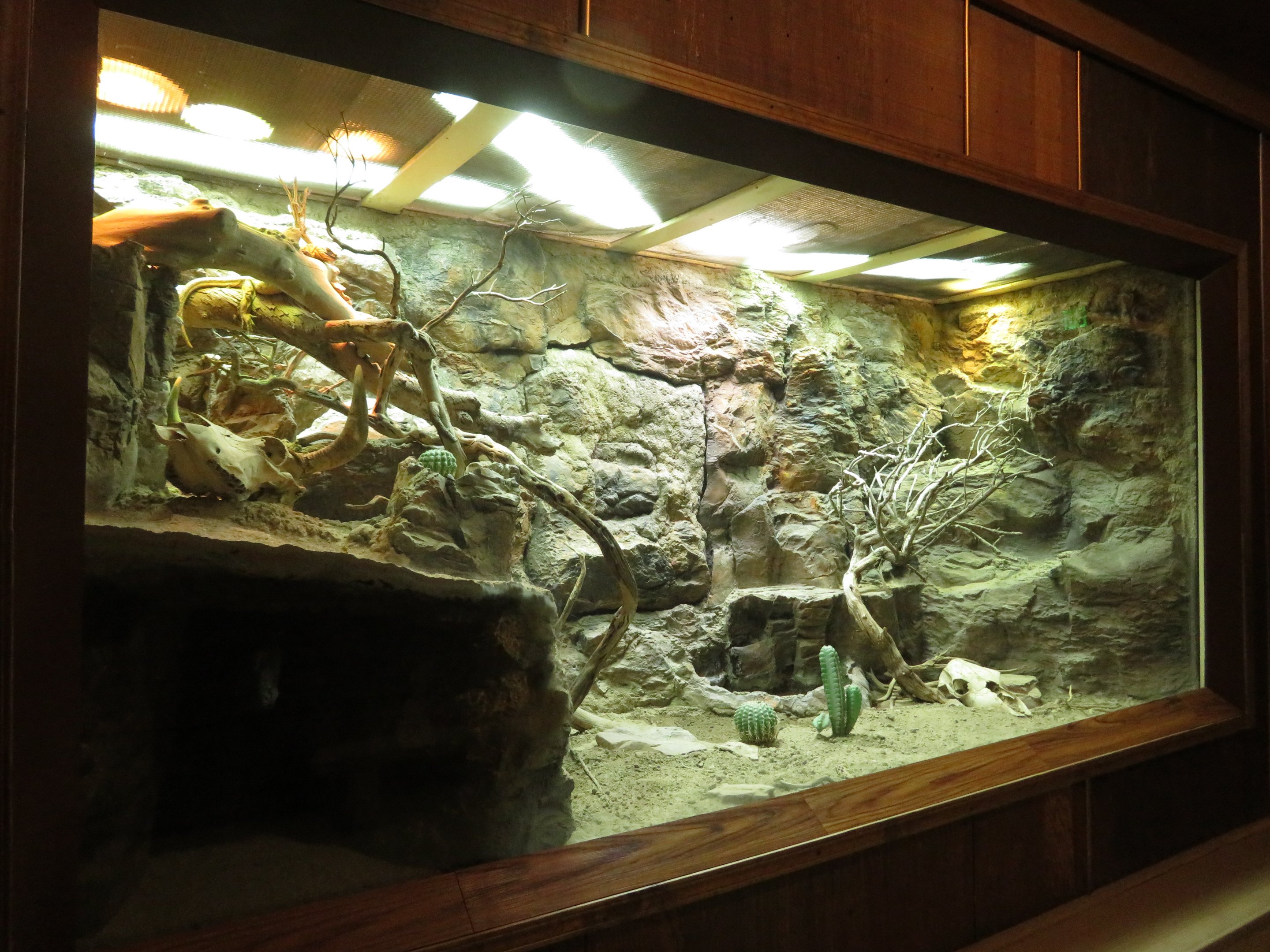 Desert Lizard Exhibit