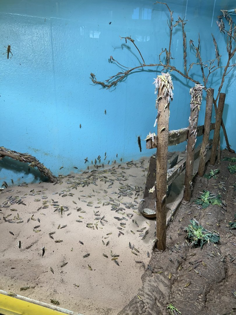 Desert Locus (Schistocerca gregaria) Enclosure