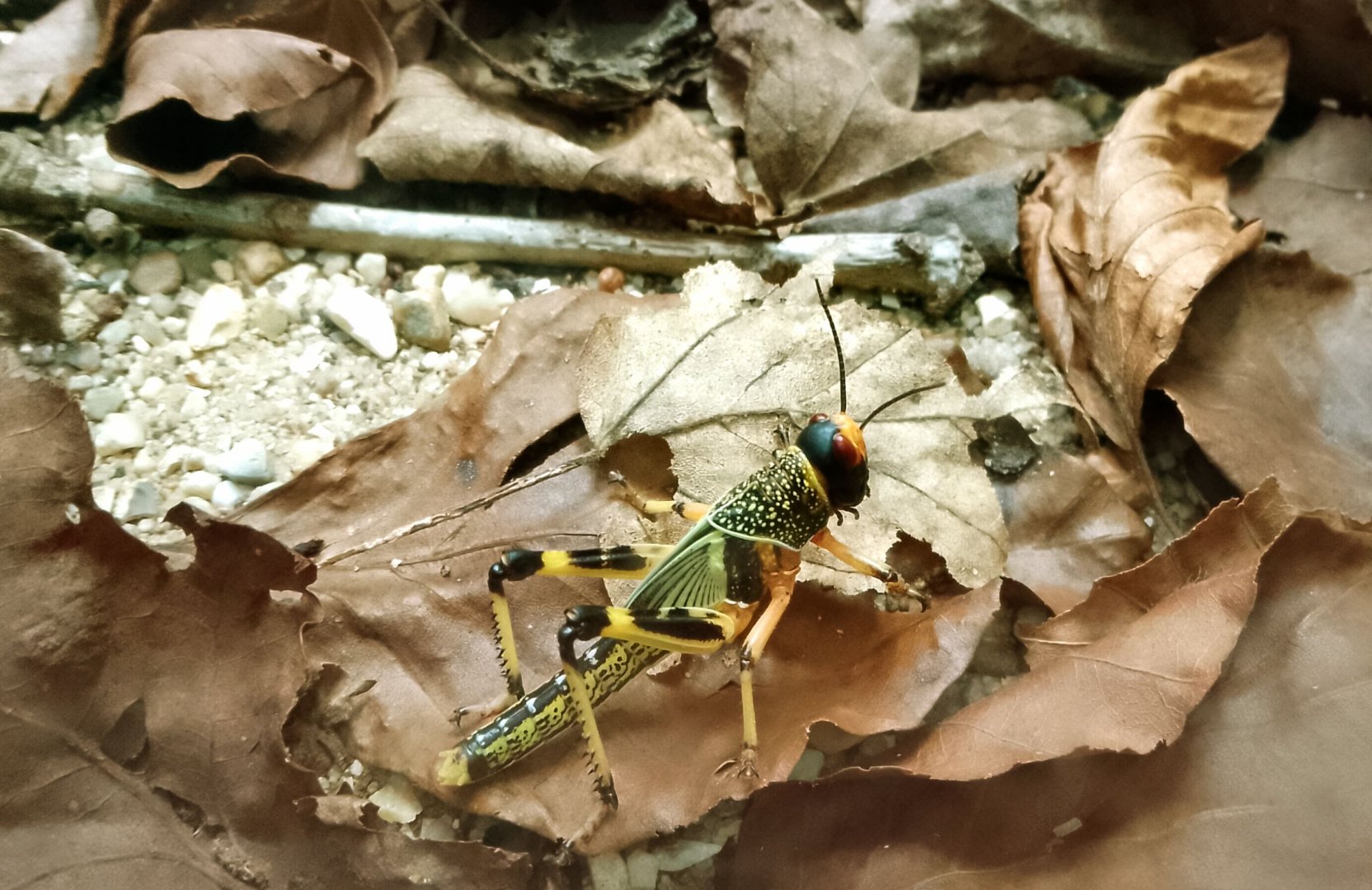 Desert Locust 070625