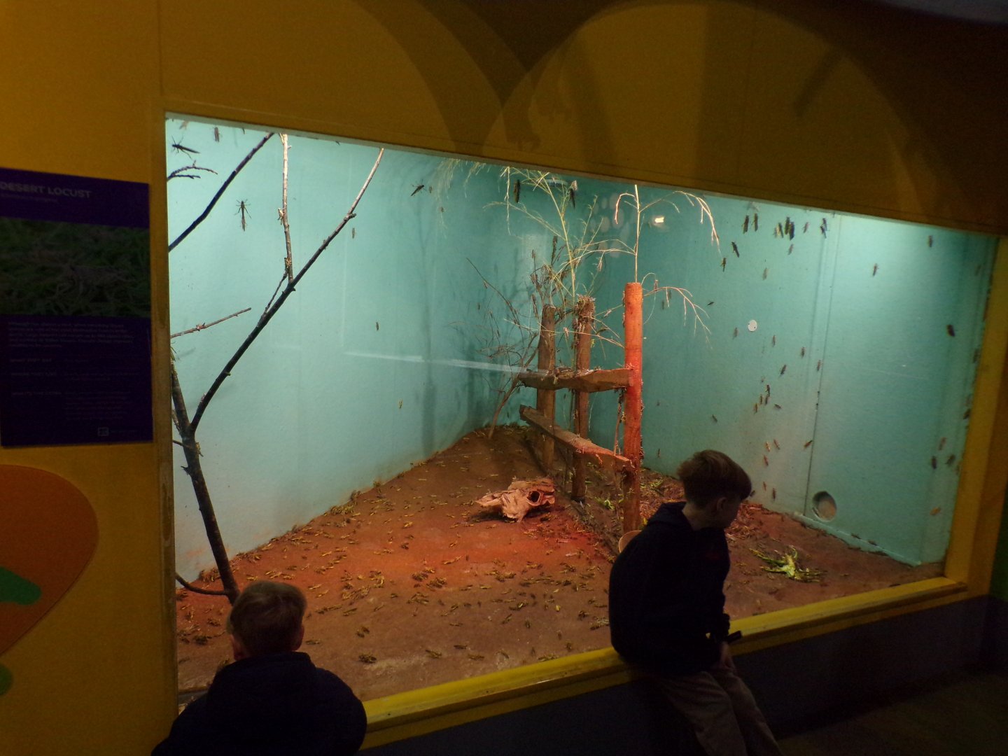 Desert locust enclosure 11.2.25