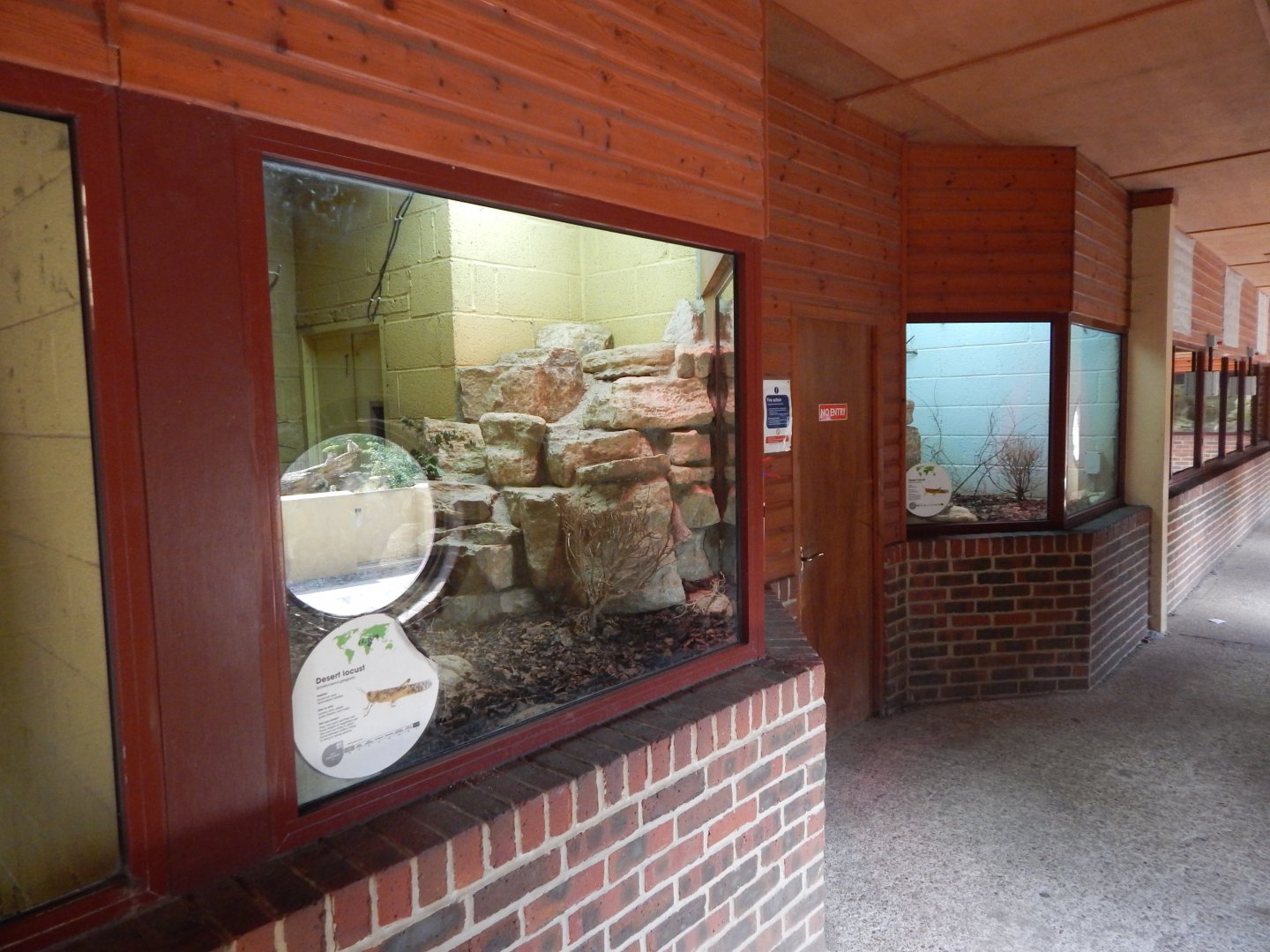 Desert locust exhibit 150725