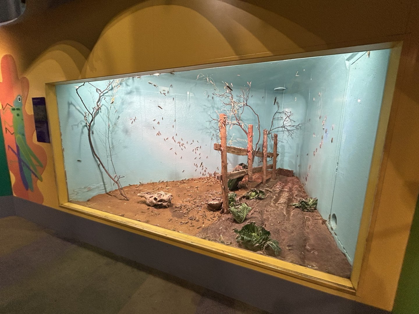 Desert Locust Exhibit - Tiny Giants