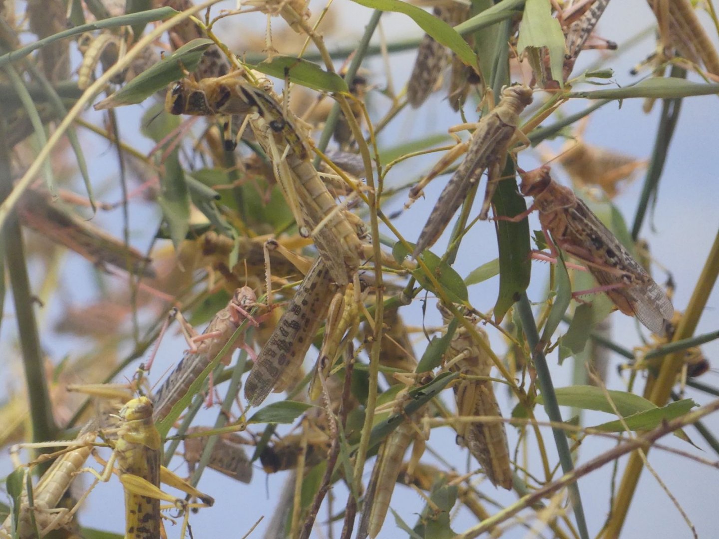 Desert Locust - Heart of Africa - 02.04.25
