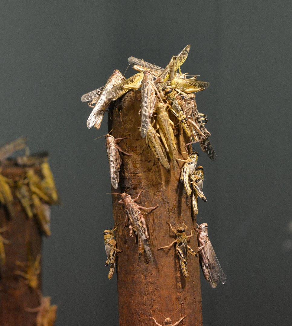 Desert Locust London zoo 25 07 2020