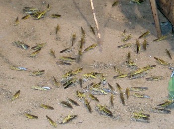 Desert Locust (Schistocerca gregaria)